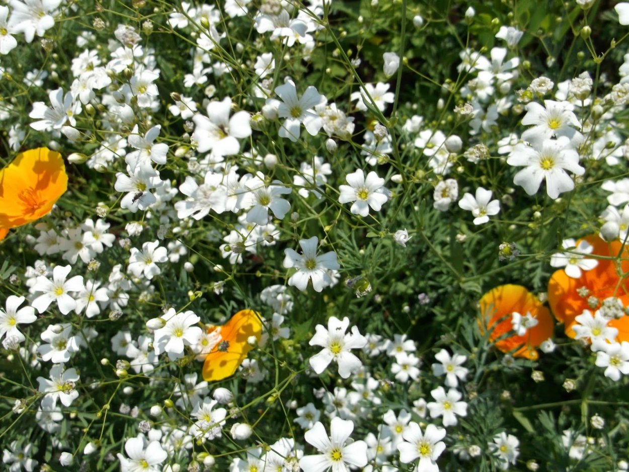 Гипсофила однолетки