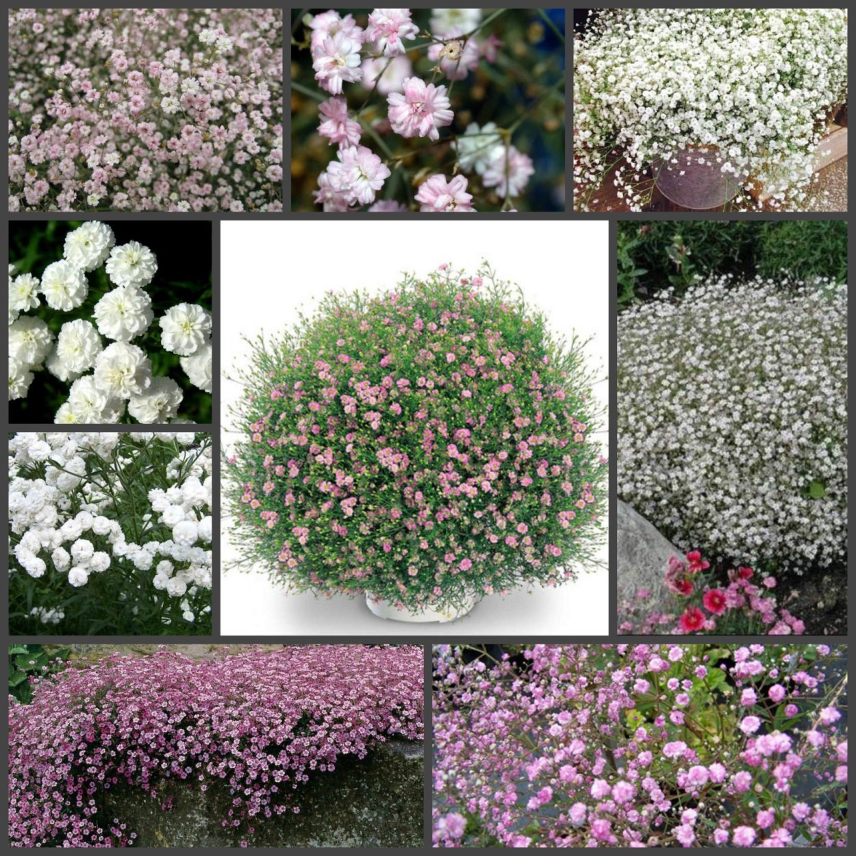 Гипсофила ползучая