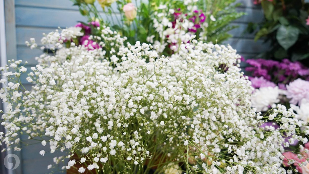 Гипсофила Паникулята Роуз