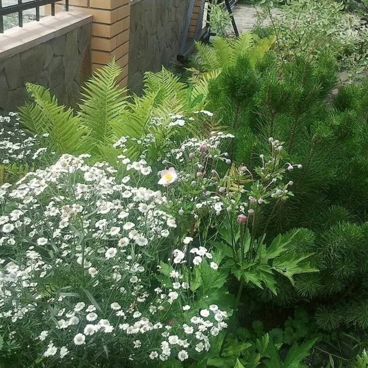 Тысячелистник птармика на клумбе