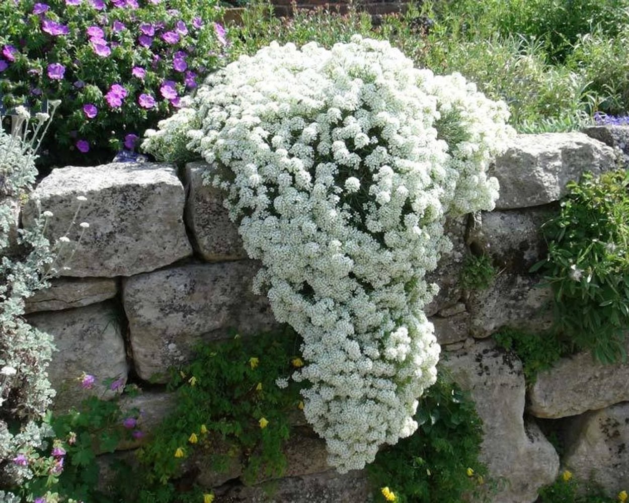 Алиссум многолетний