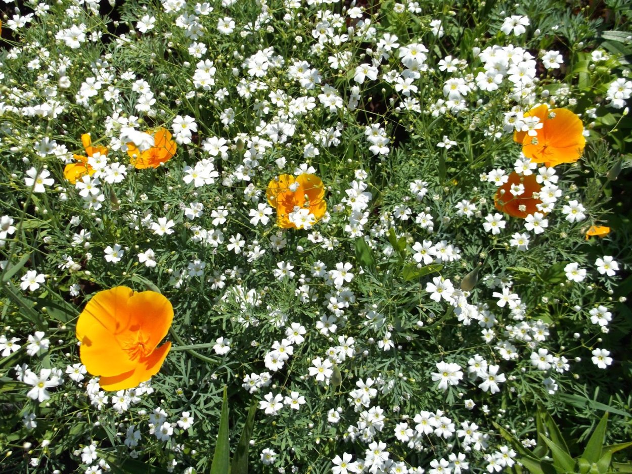 Гипсофила однолетняя