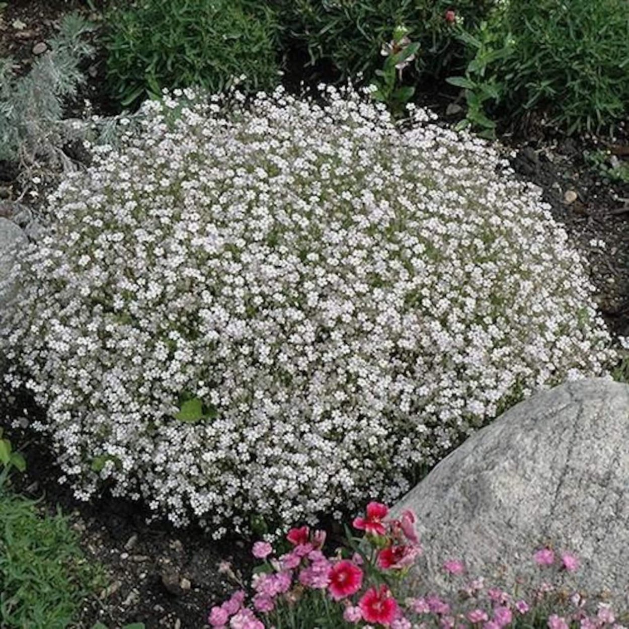 Гипсофила Репенс