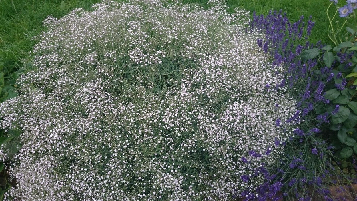 Гипсофила метельчатая куст
