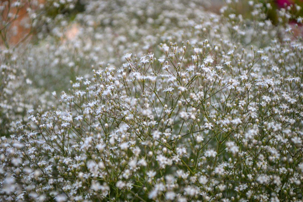 Гипсофила изящная Снегурочка