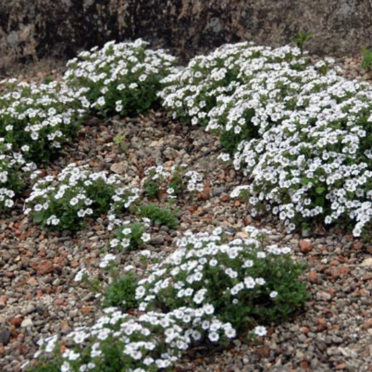 Гипсофила Ясколковидная (Gypsophila cerastioides)
