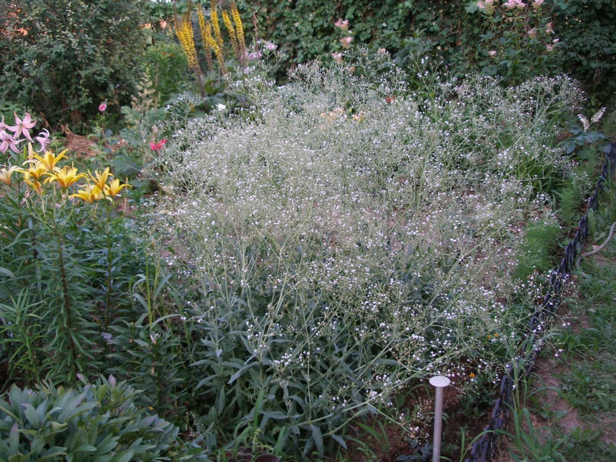 Гипсофила метельчатая в саду