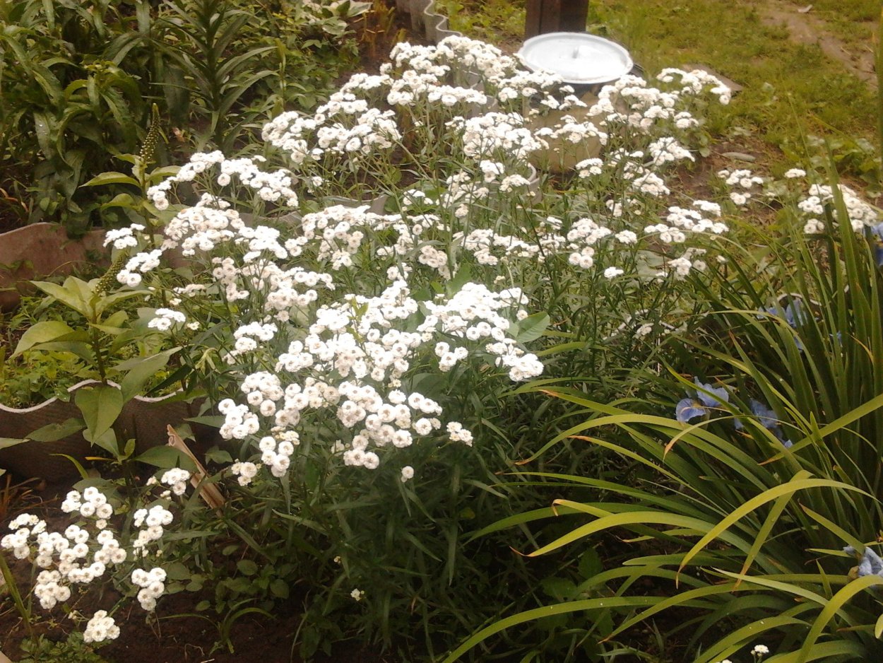 Гипсофила метельчатая Шнеефлоке