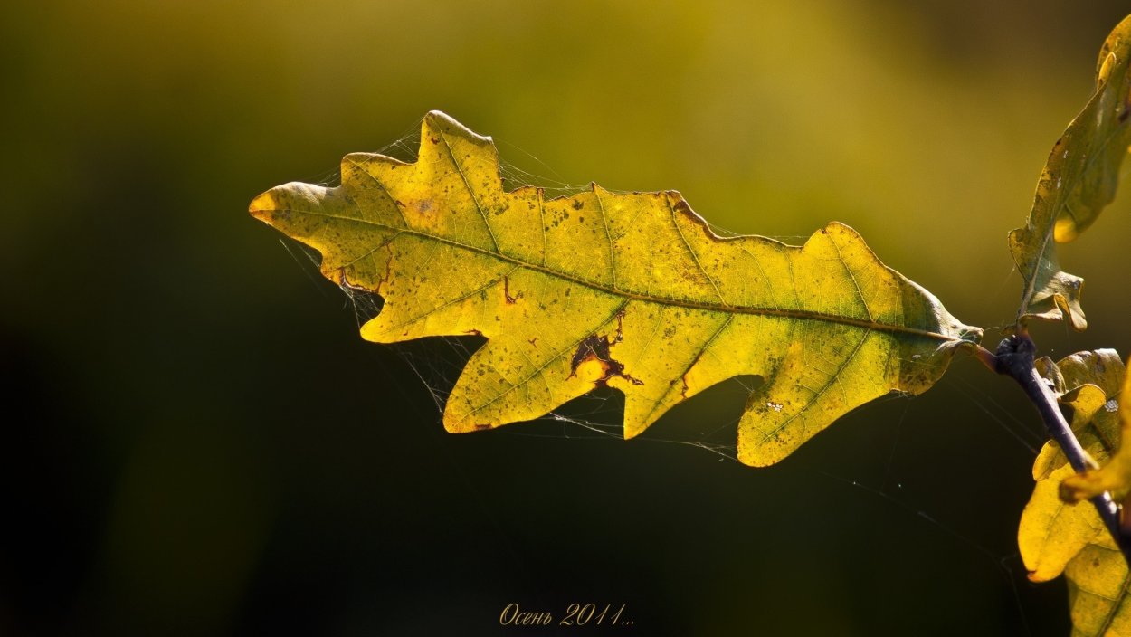 Дубовый листок одинокий