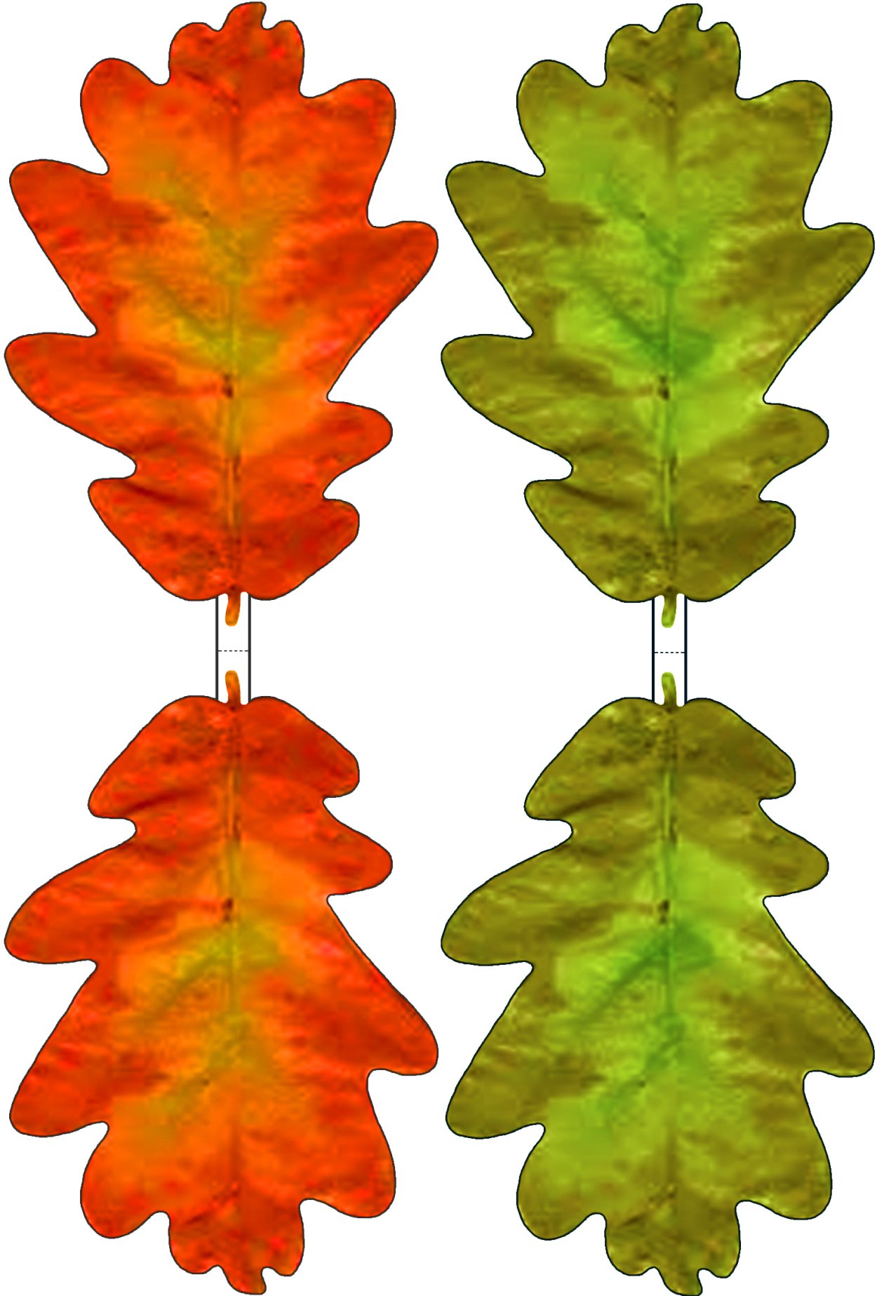 Осенние листья