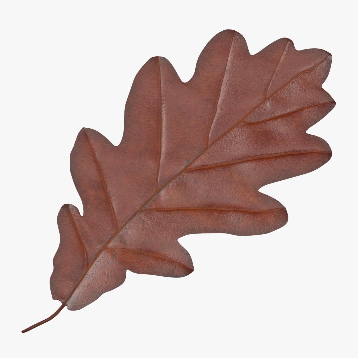 Oak Leaf 3d model