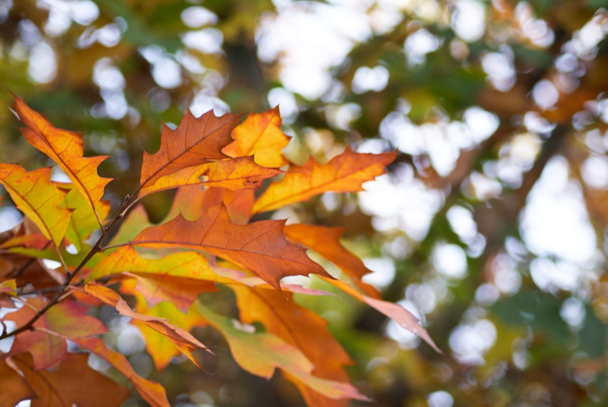 Красивый осенний дубовой лист картинки