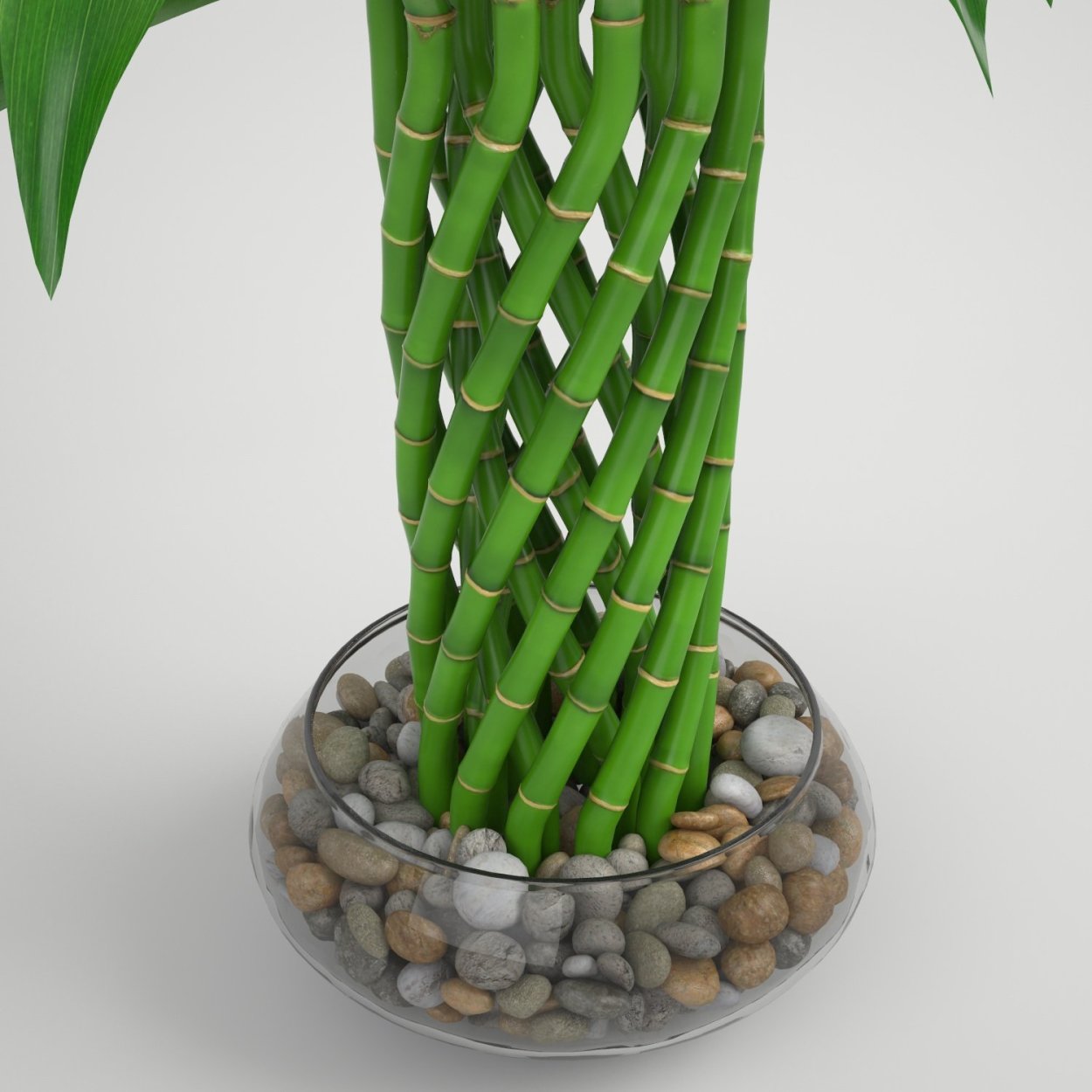 Бамбук Драцена Сандера