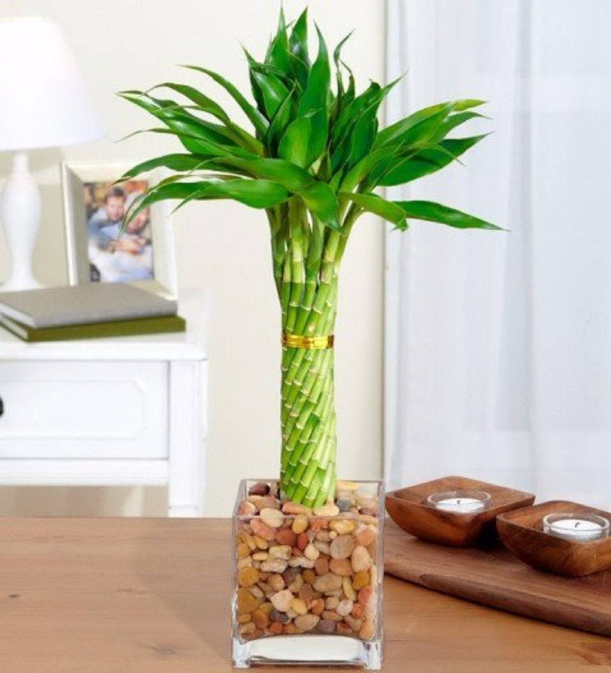 Бамбук Драцена Сандера