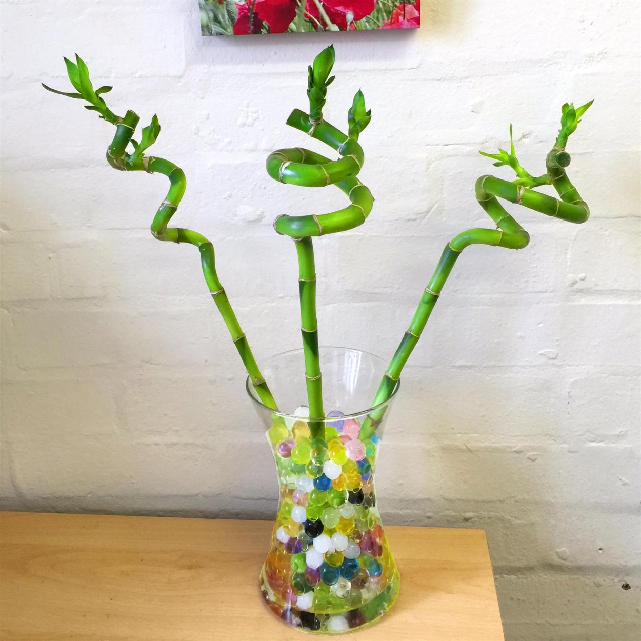 Бамбук лаки спираль