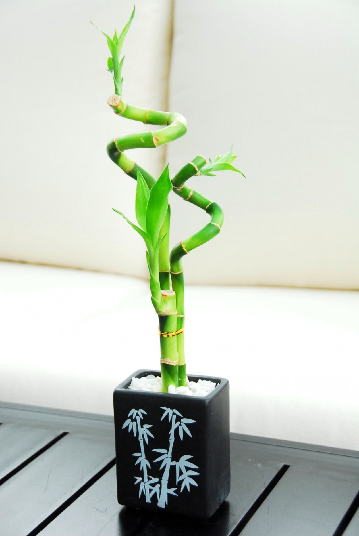 Драцена Сандера спираль