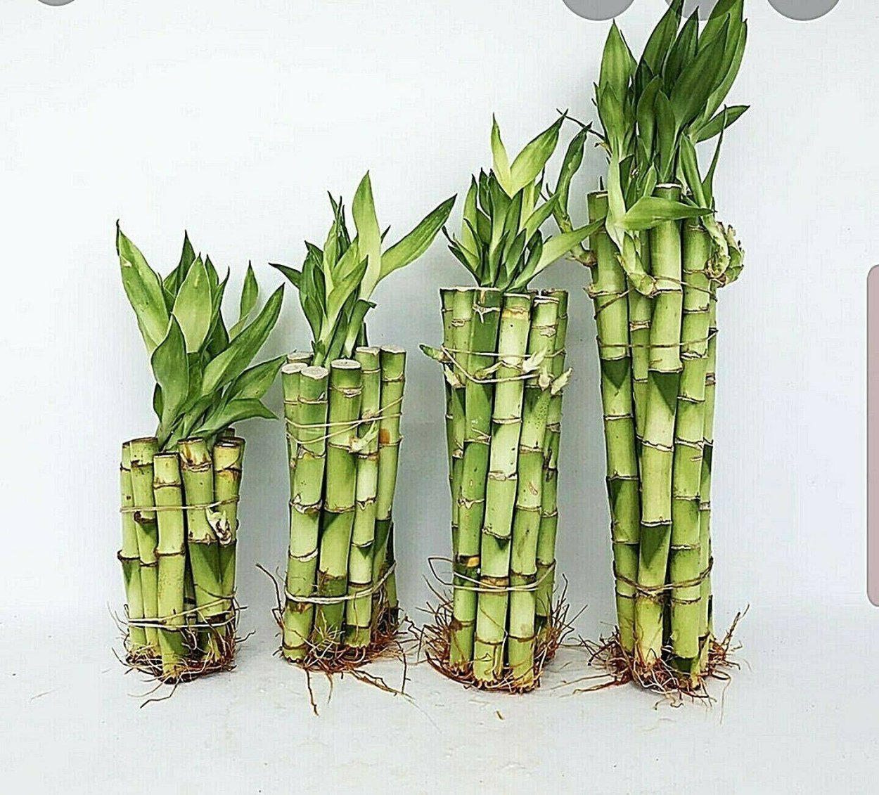 Драцена Сандера бамбук счастья