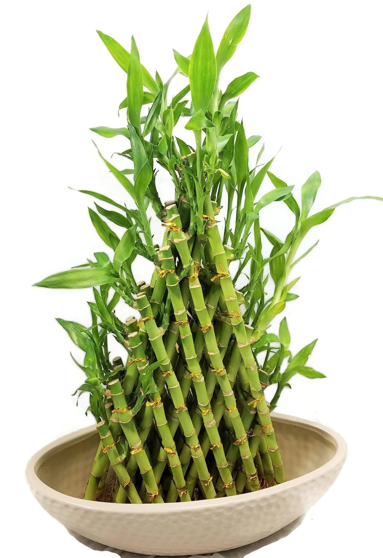 Бамбук лаки (Lucky Bamboo)
