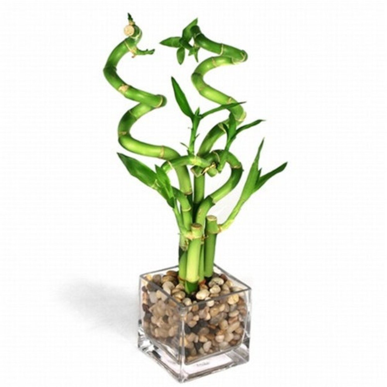 Драцена лаки бамбук спираль