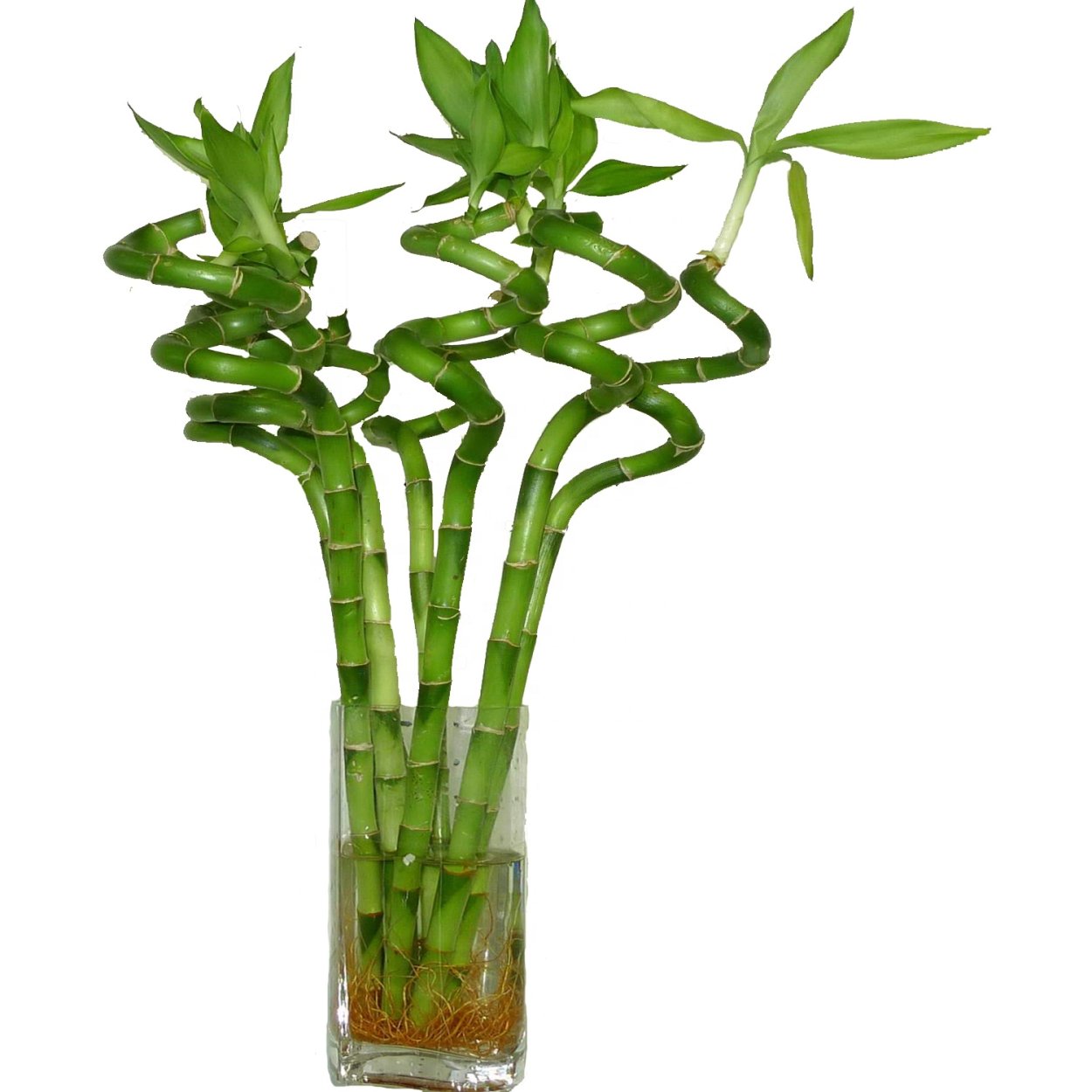 Драцена Сандера лаки бамбук