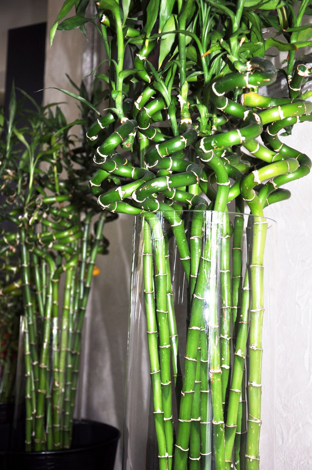 Бамбук Драцена Сандера