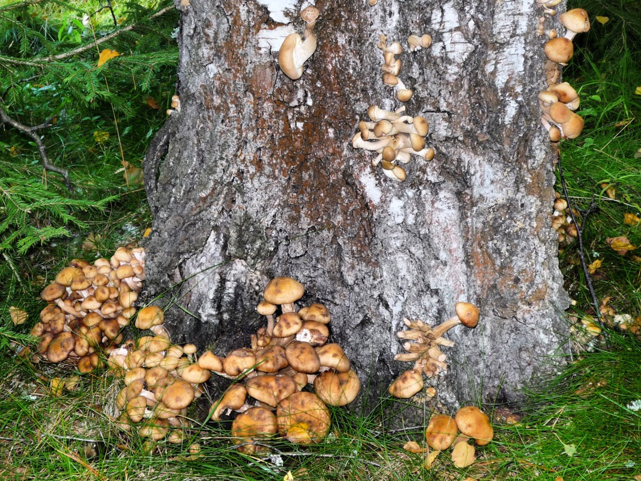 Дибуны грибные места