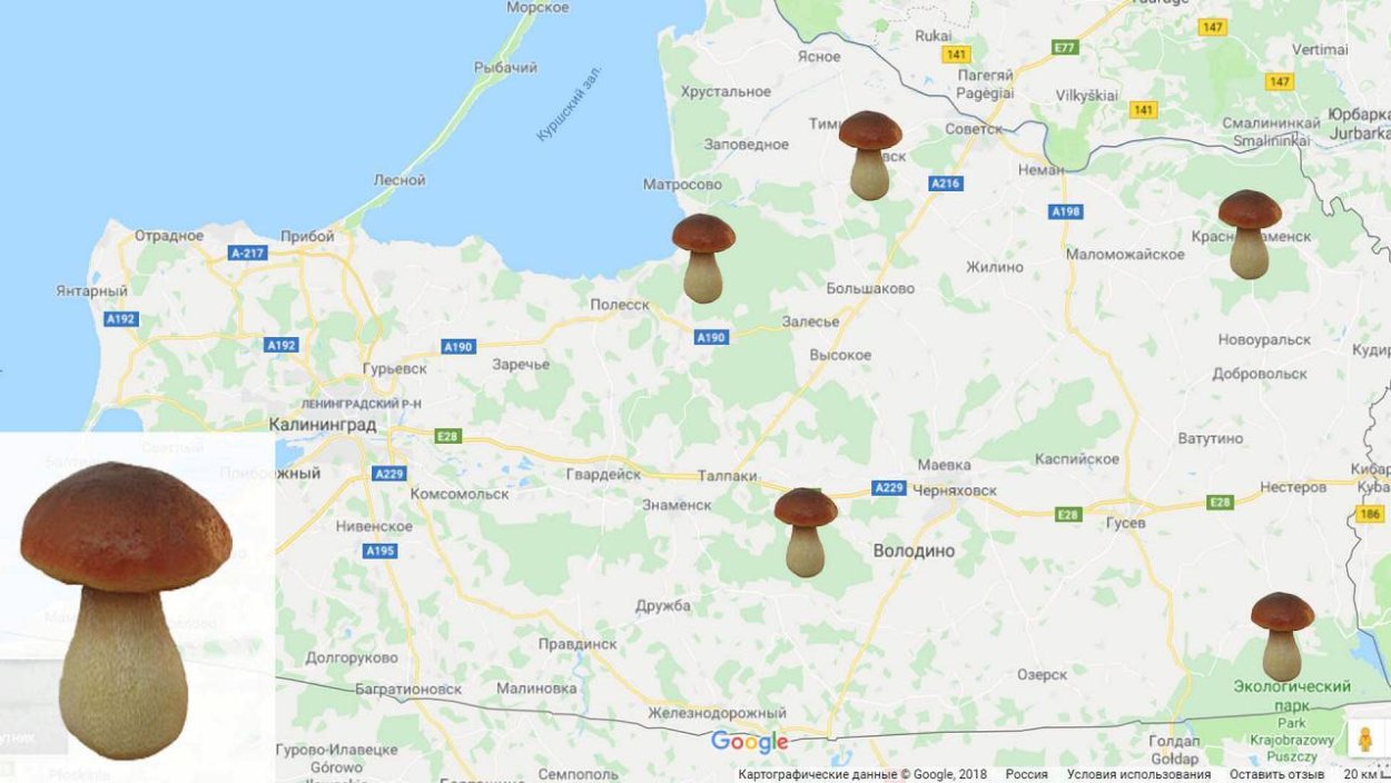 Карта грибника Калининградской области