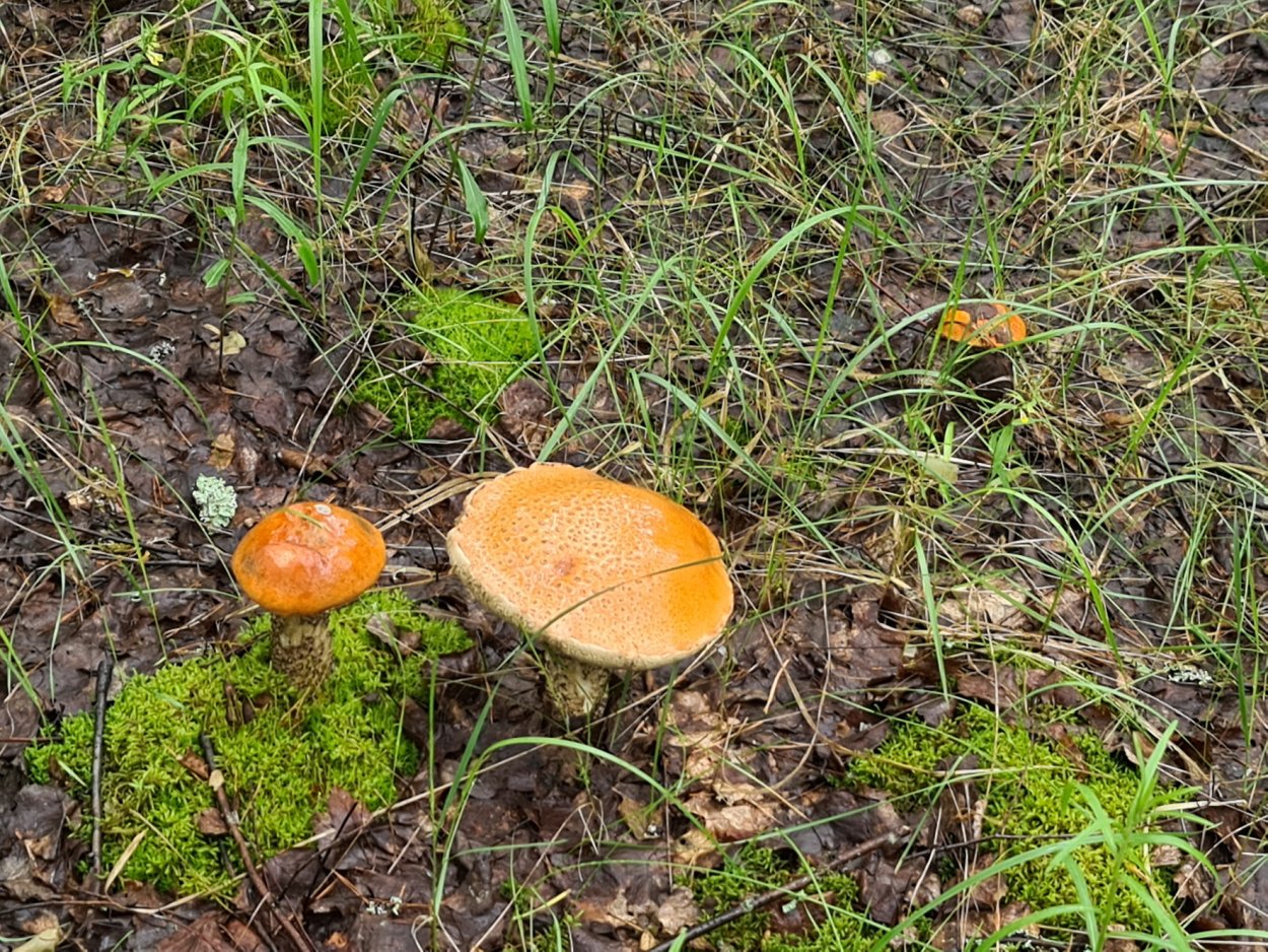 Грибные места Владимирской области