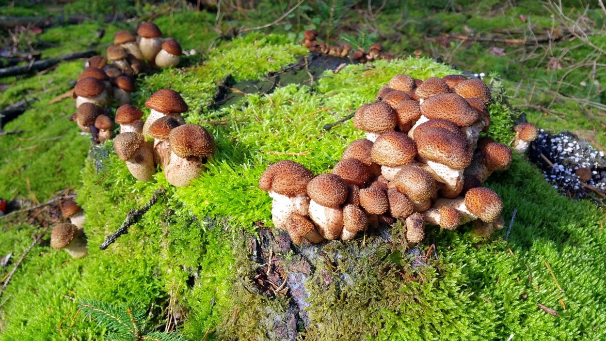 Грибы в лесах Коми