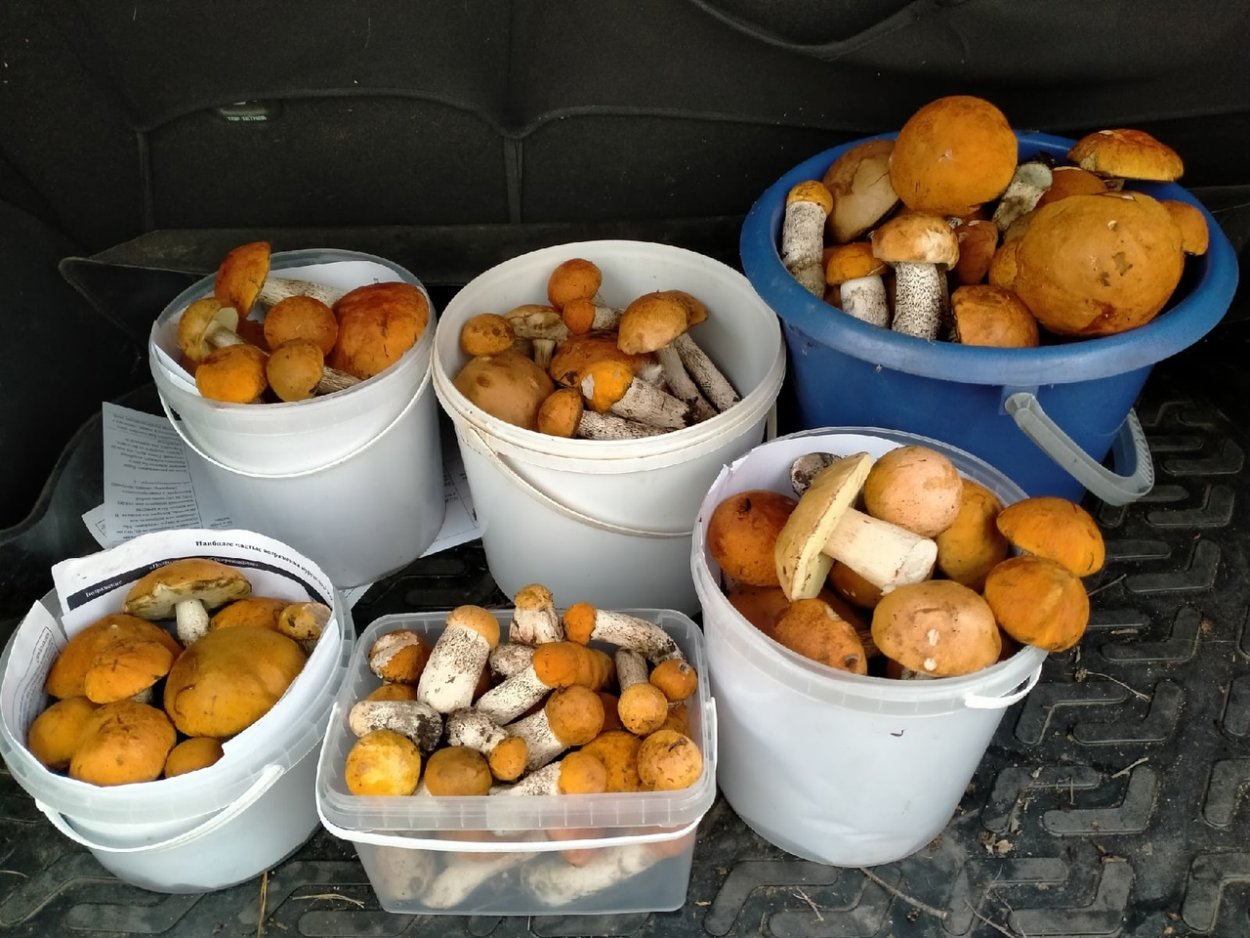 Грибы в Свердловской области