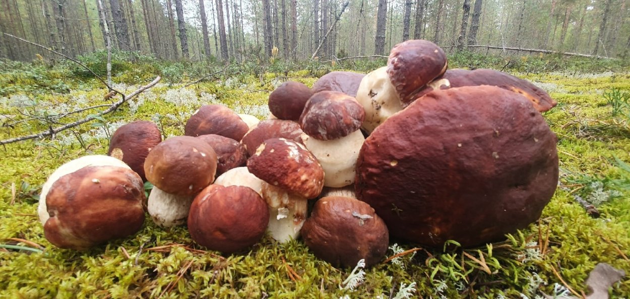Грибы Ленинградской области