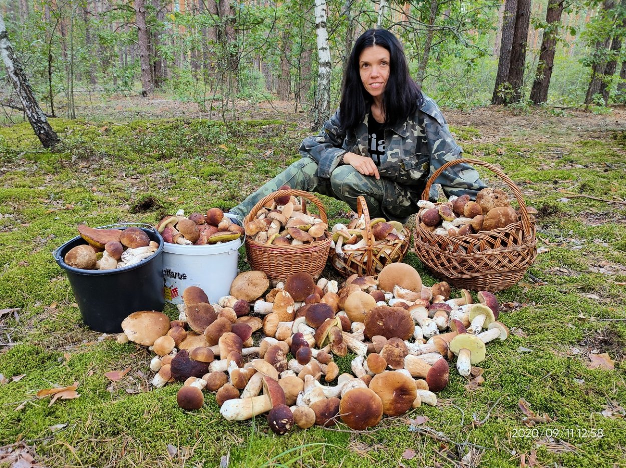Сбор грибов