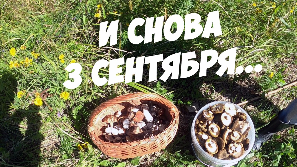 Есть ли сейчас грибы