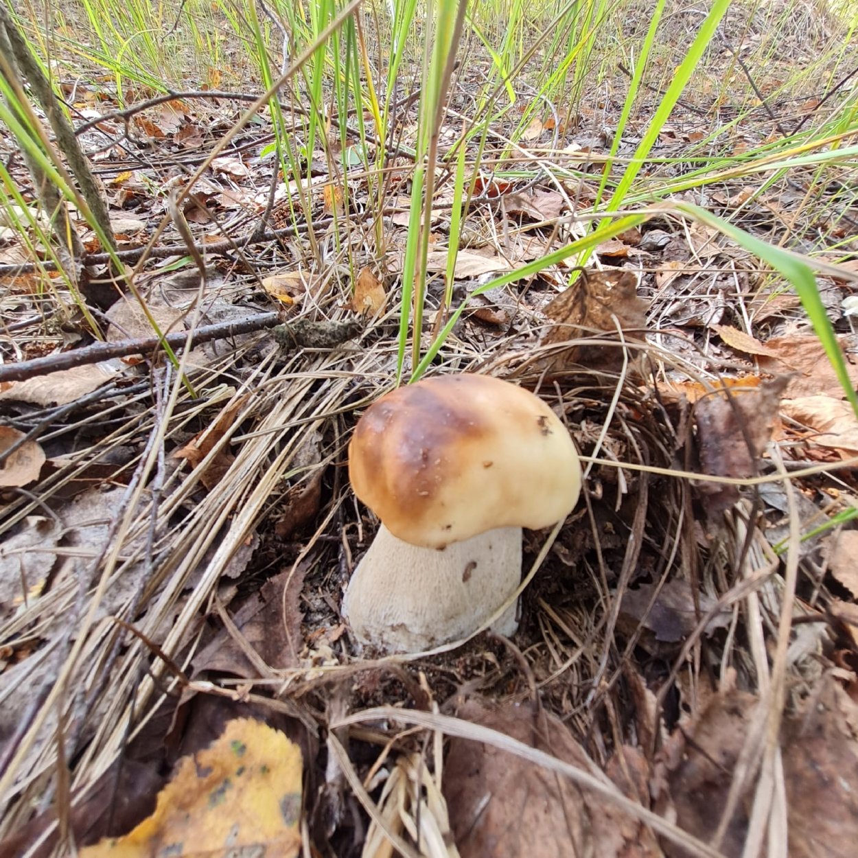 Грибы в Нижегородской области