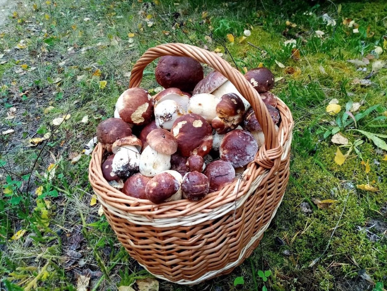 Грибы в Вологодской области сейчас