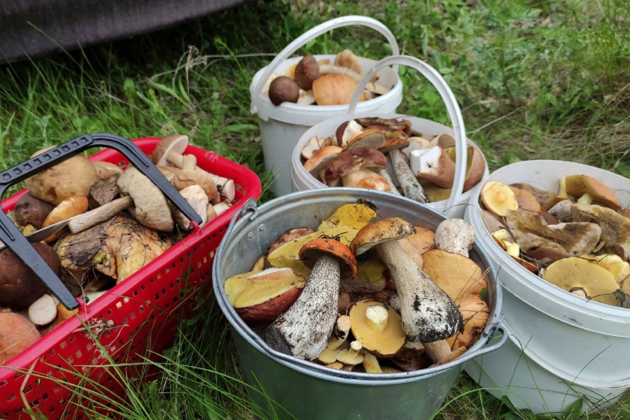 Грибные места