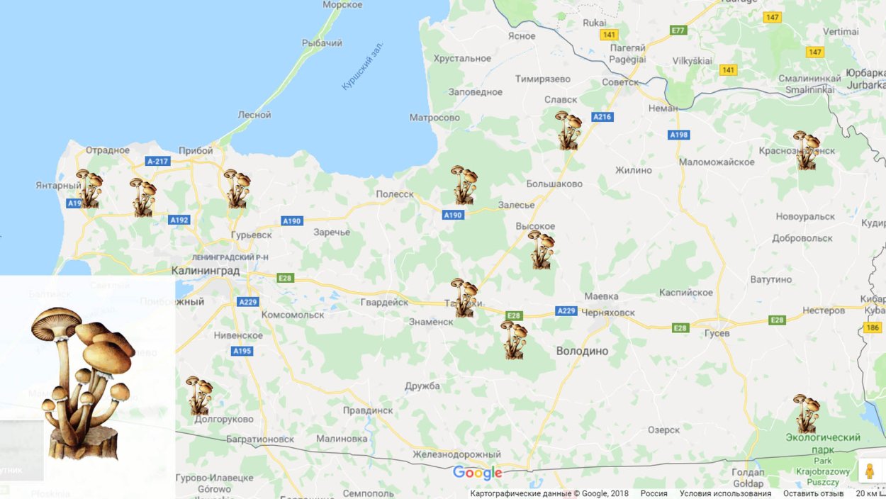 Карта грибника Калининградской области