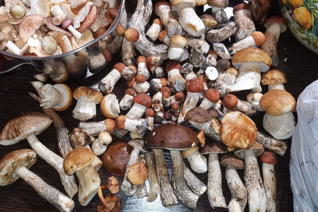 Грибы бывают