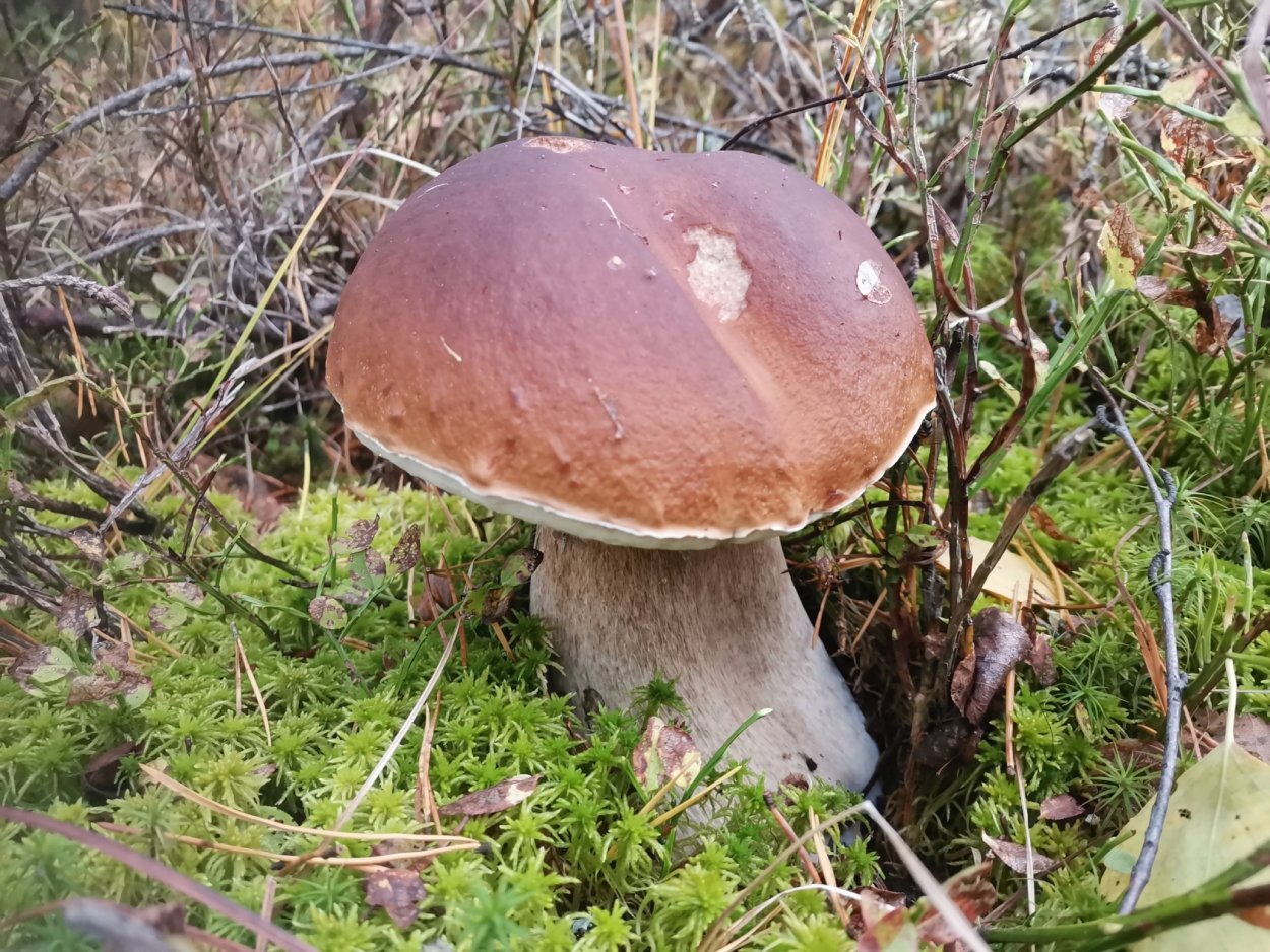 Грибы в Ярославской области