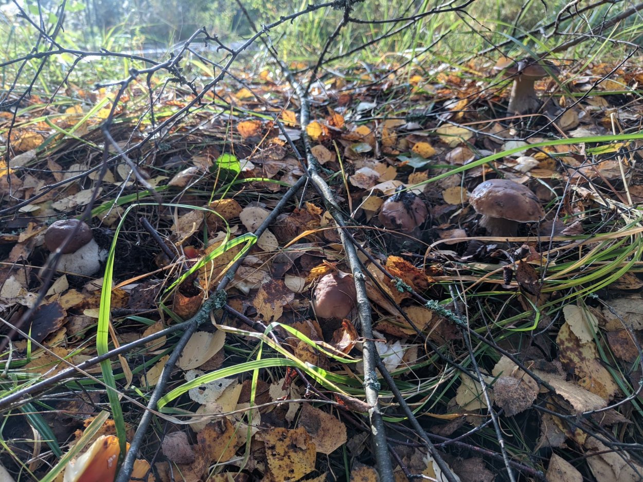 Грибные места Ярославского направления