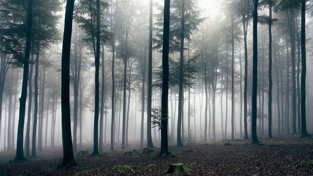 HDRI туманный лес