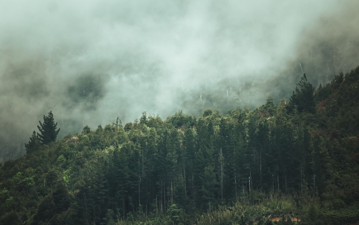 Туманный лес обои