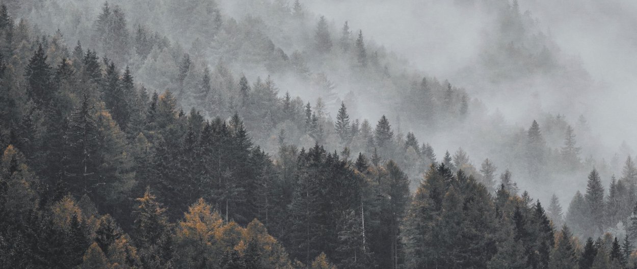 Богемский лес Чехия туман