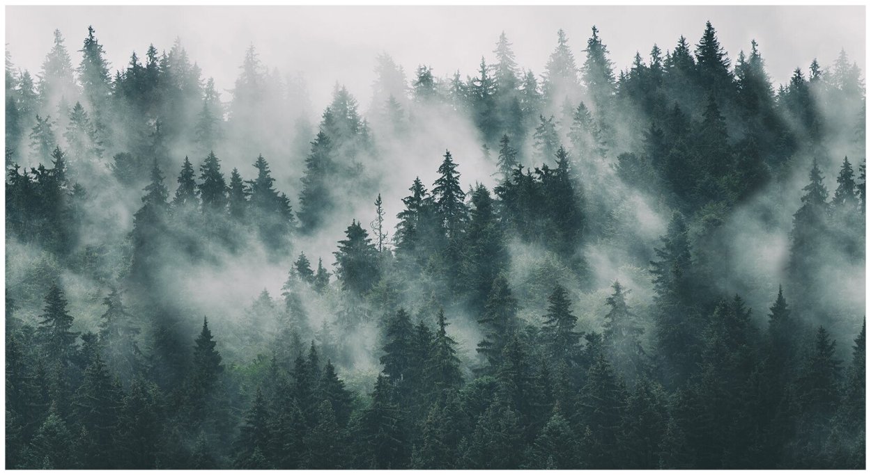 Фотообои лес в тумане