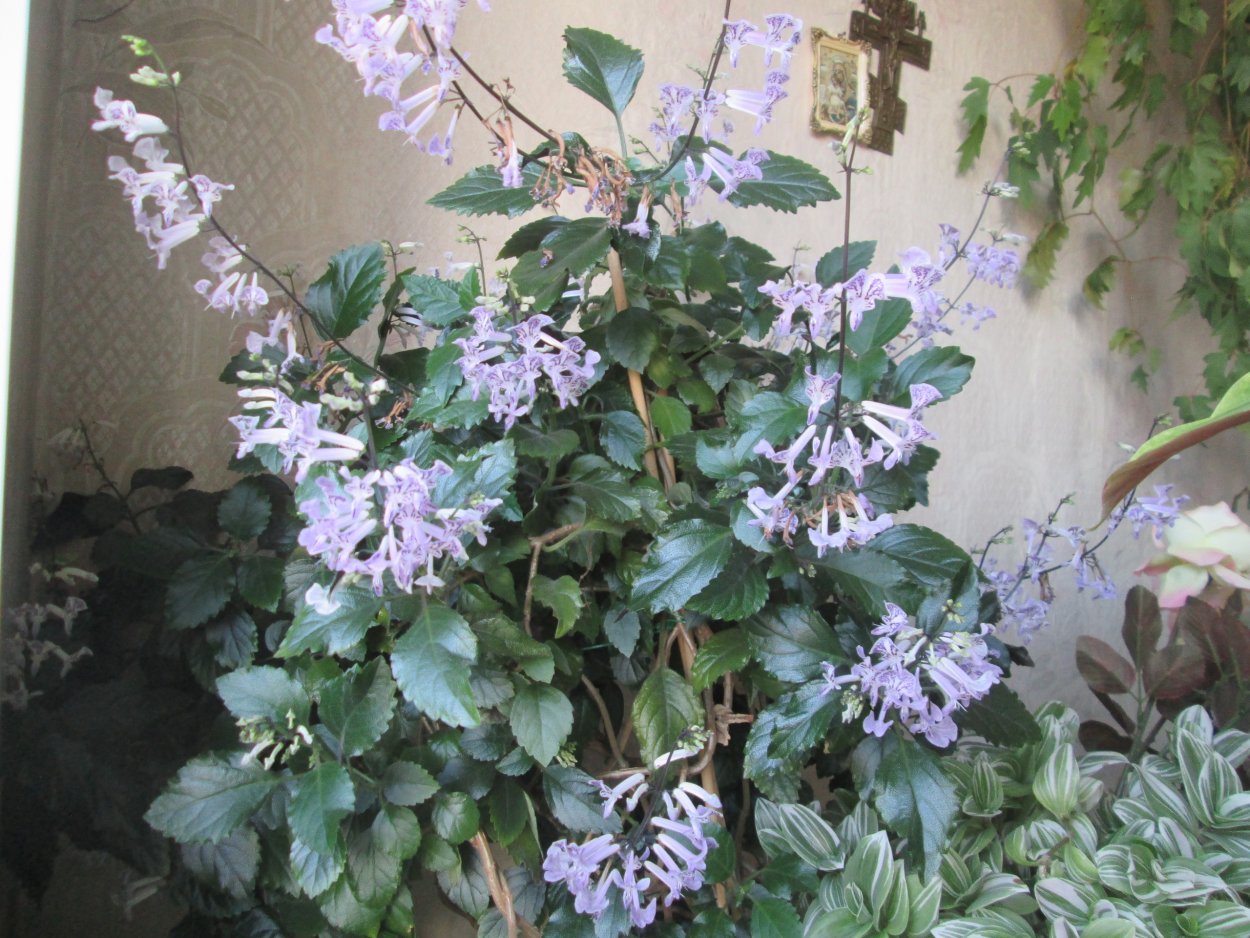 Плектрантус Мона Лавандер