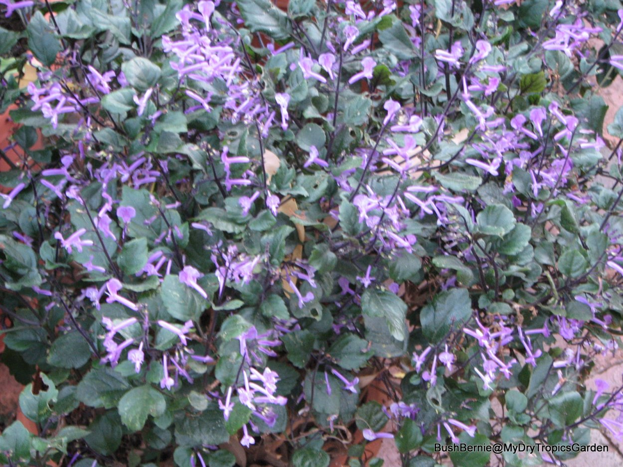 Плектрантус Mona Lavender (комнатная сирень)