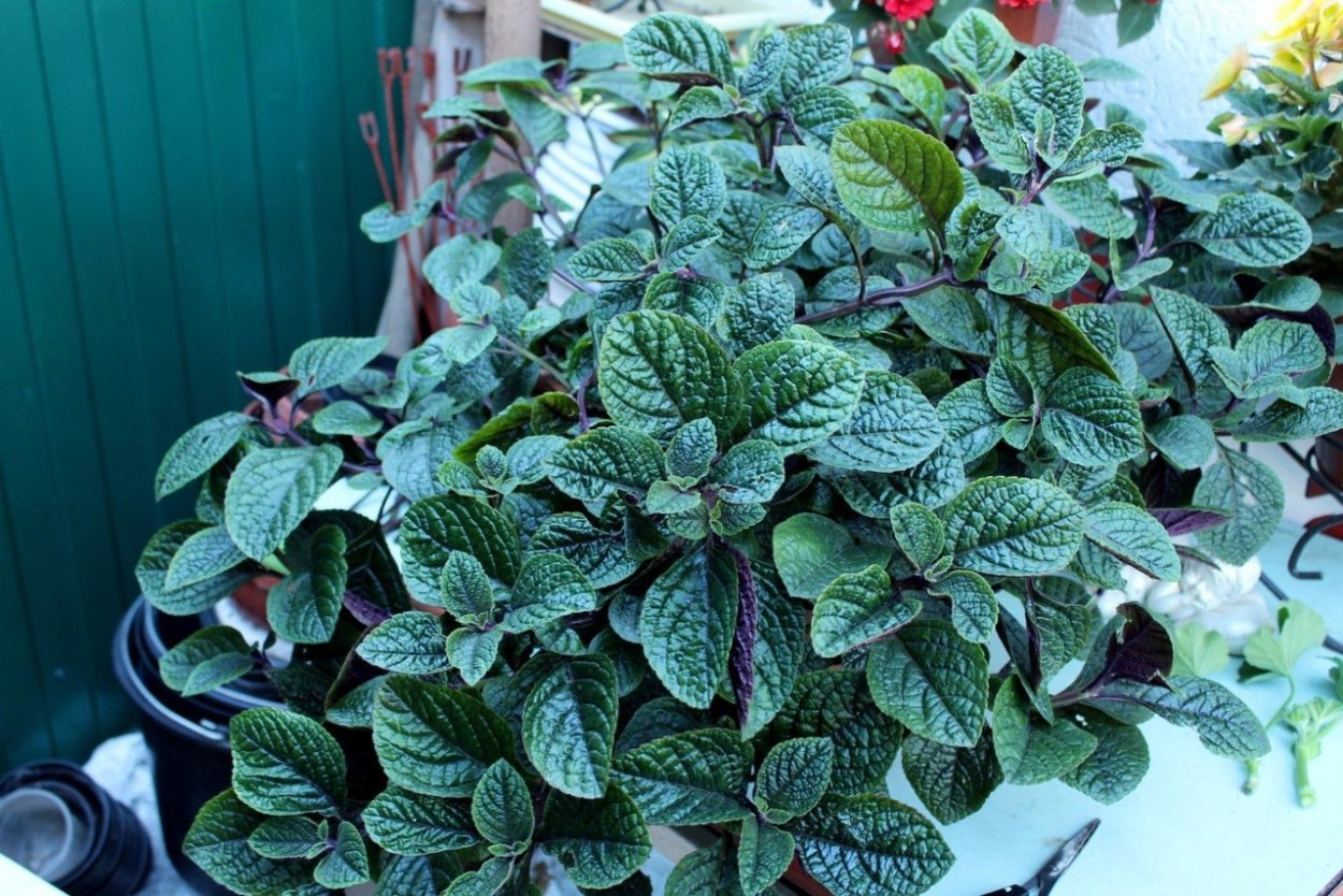 Плектрантус микс д7 н15