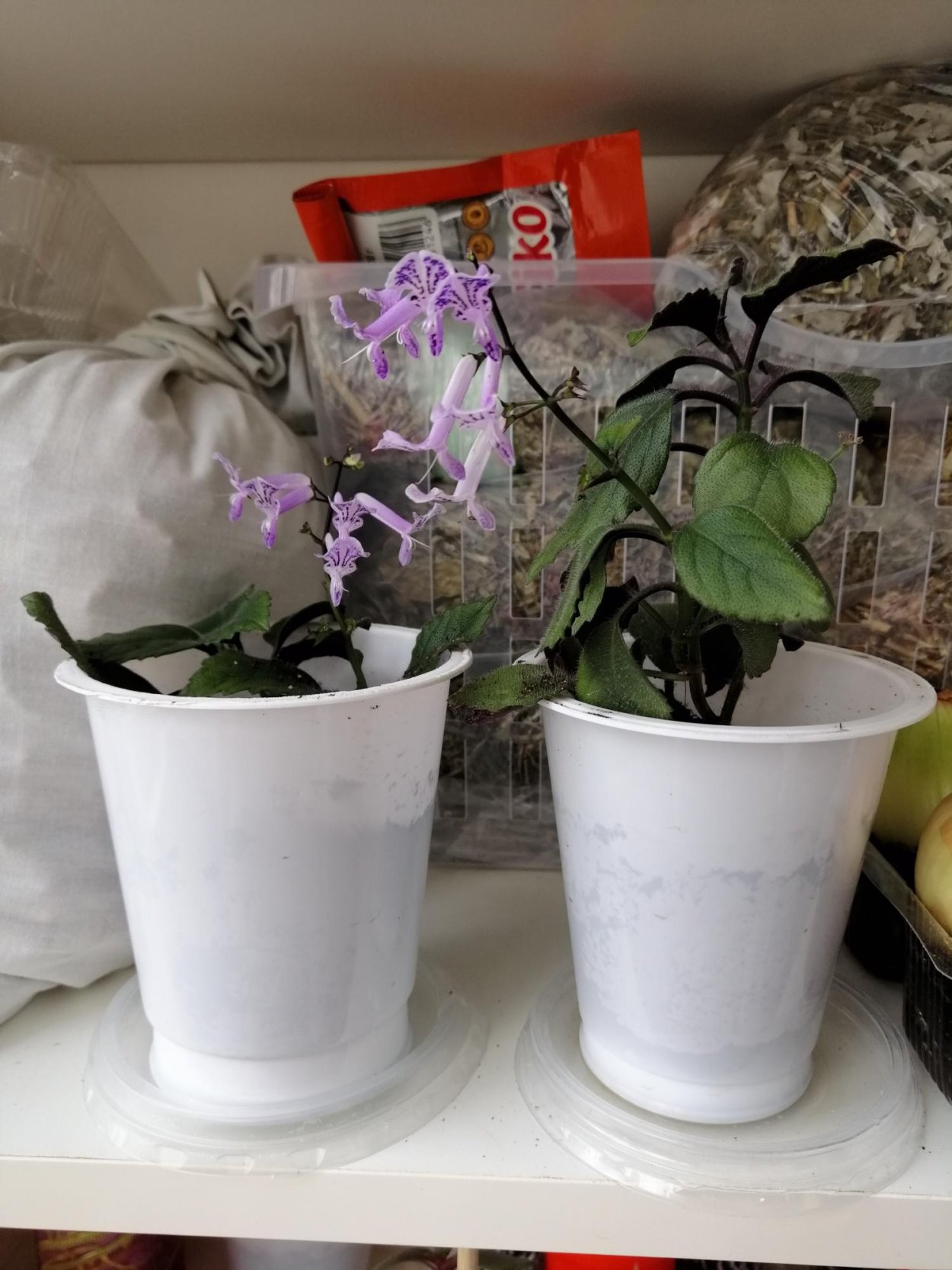 Сирень комнатная Мона Лавандер