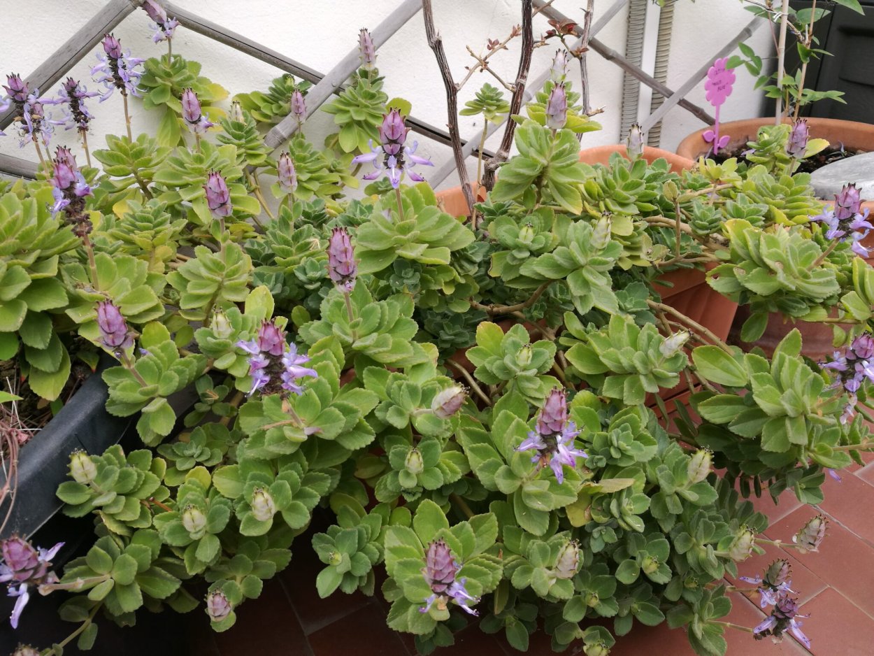 Plectranthus neochilus