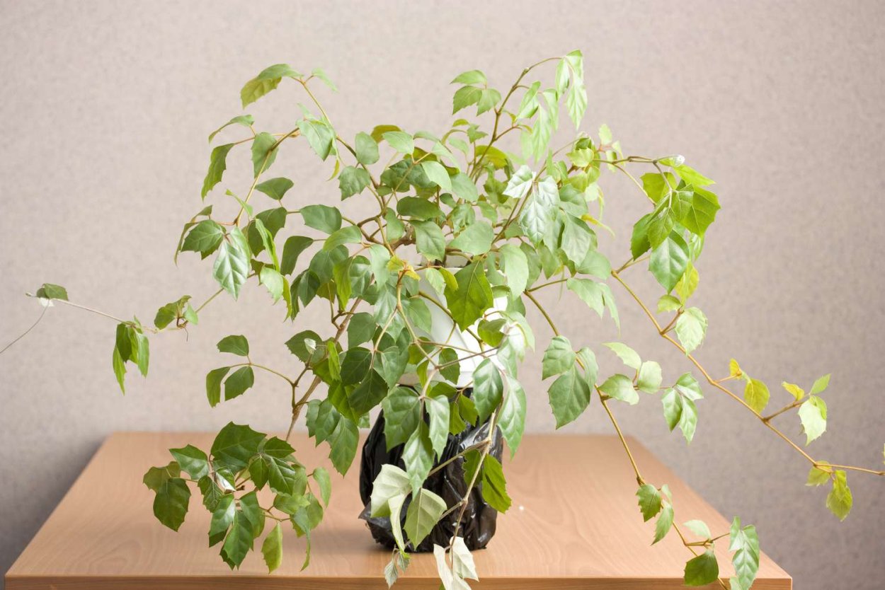 Лори циссус